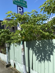 Broussonetia papyrifera