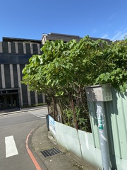 Broussonetia papyrifera