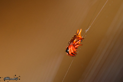 Macracantha hasselti