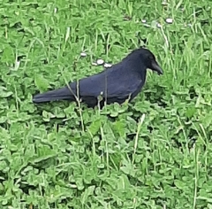 Corvus corone