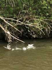 Mergus merganser