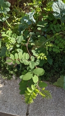 Robinia pseudoacacia