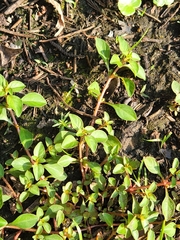 Ludwigia palustris