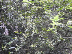 Lagascea