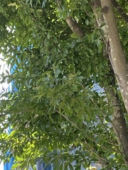 Zelkova serrata