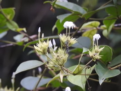 Lagascea