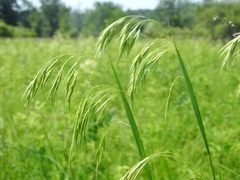 Bromus ciliatus