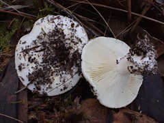 Russula marangania