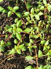 Ludwigia palustris