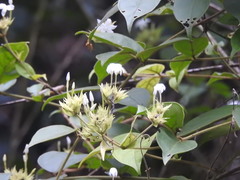 Lagascea