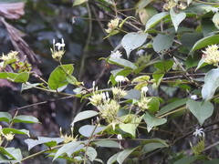 Lagascea