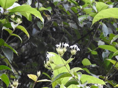 Lagascea