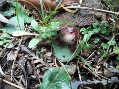 Corybas hispidus