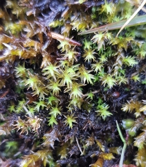Dichodontium pellucidum