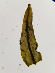 Dichodontium pellucidum