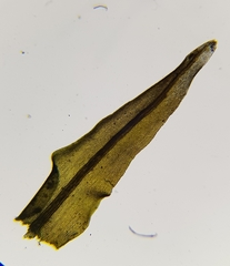 Dichodontium pellucidum