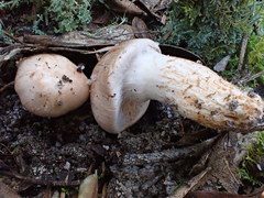 Tricholoma austrocolossus