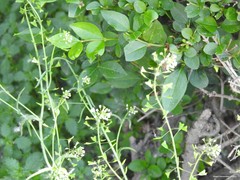 Capsella bursa-pastoris