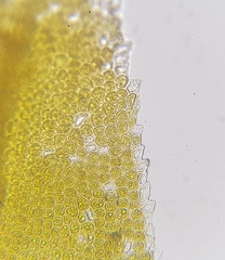 Dichodontium pellucidum