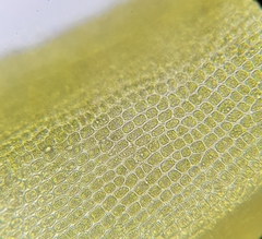 Dichodontium pellucidum