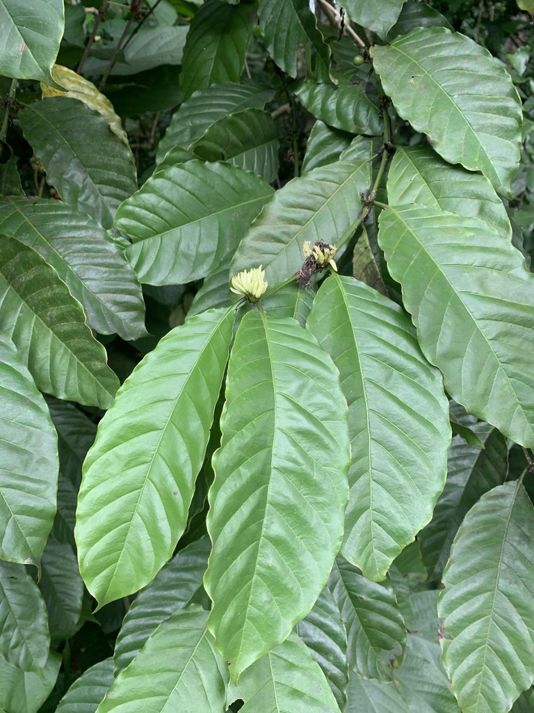 Coffea liberica