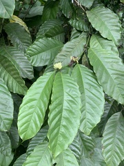 Coffea liberica