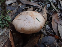 Tricholoma austrocolossus