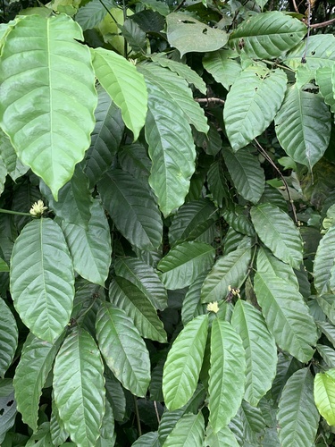 Coffea liberica, photograph 3
