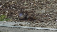 Troglodytes troglodytes