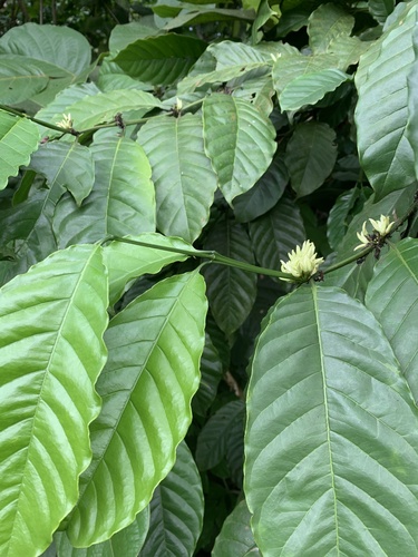 Coffea liberica, photograph 2