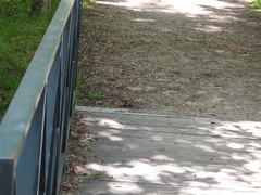 Troglodytes troglodytes