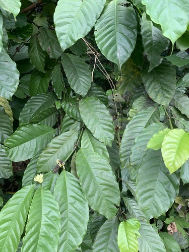 Coffea liberica, photograph 4