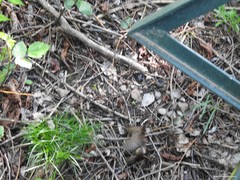 Troglodytes troglodytes