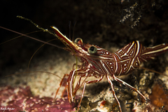 Rhynchocinetes durbanensis