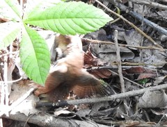 Troglodytes troglodytes