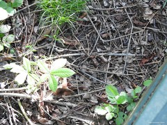 Troglodytes troglodytes