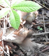 Troglodytes troglodytes