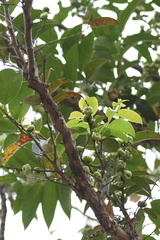 Glochidion lanceolarium