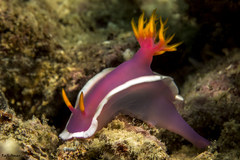 Hypselodoris variobranchia