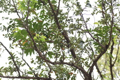 Glochidion lanceolarium
