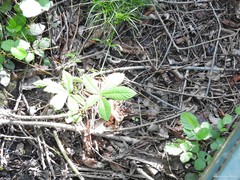 Troglodytes troglodytes