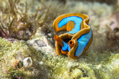 Thuridilla lineolata