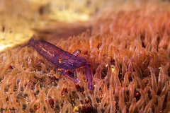 Zenopontonia soror