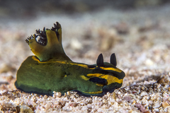 Tambja olivaria