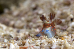 Nembrotha mullineri