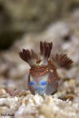Nembrotha mullineri