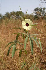 Hibiscus cannabinus
