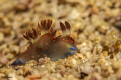 Nembrotha mullineri