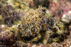 Cyclocoeloma tuberculatum