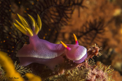Hypselodoris apolegma